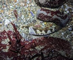 Clinocottus globiceps