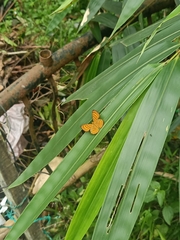 Zemeros emesoides