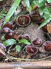Microporus xanthopus