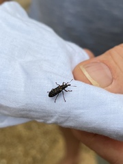 Basiliobelus flavovittatus