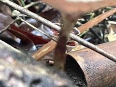 Microporus xanthopus