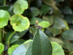 Basiliobelus flavovittatus