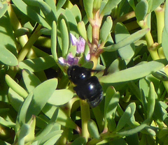 Xylocopa darwini