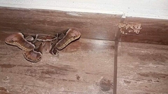 Rothschildia arethusa
