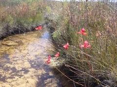 Disa uniflora
