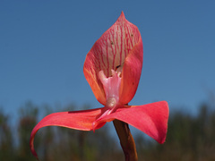 Disa uniflora