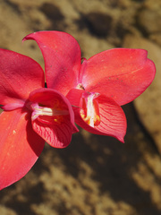 Disa uniflora