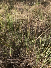 Enteropogon acicularis