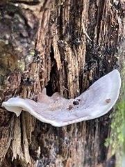 Microporus affinis