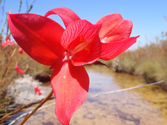 Disa uniflora
