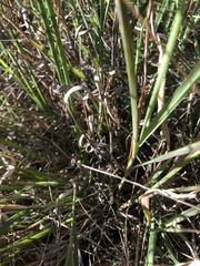 Enteropogon acicularis