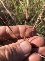 Enteropogon acicularis