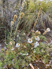 Epacris