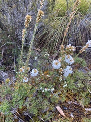Epacris