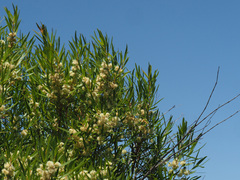 Metrosideros angustifolia