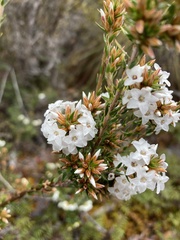 Epacris