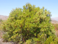 Metrosideros angustifolia