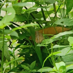 Mycalesis orseis