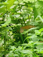 Mycalesis orseis
