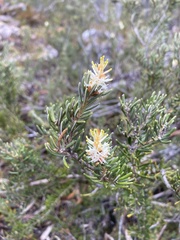 Orites revolutus