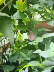 Mycalesis orseis