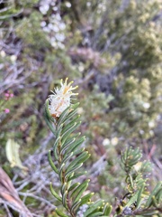 Orites revolutus