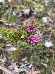 Boronia pilosa