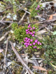 Boronia pilosa
