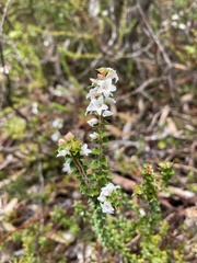 Epacris