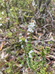 Epacris