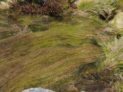 Isolepis digitata
