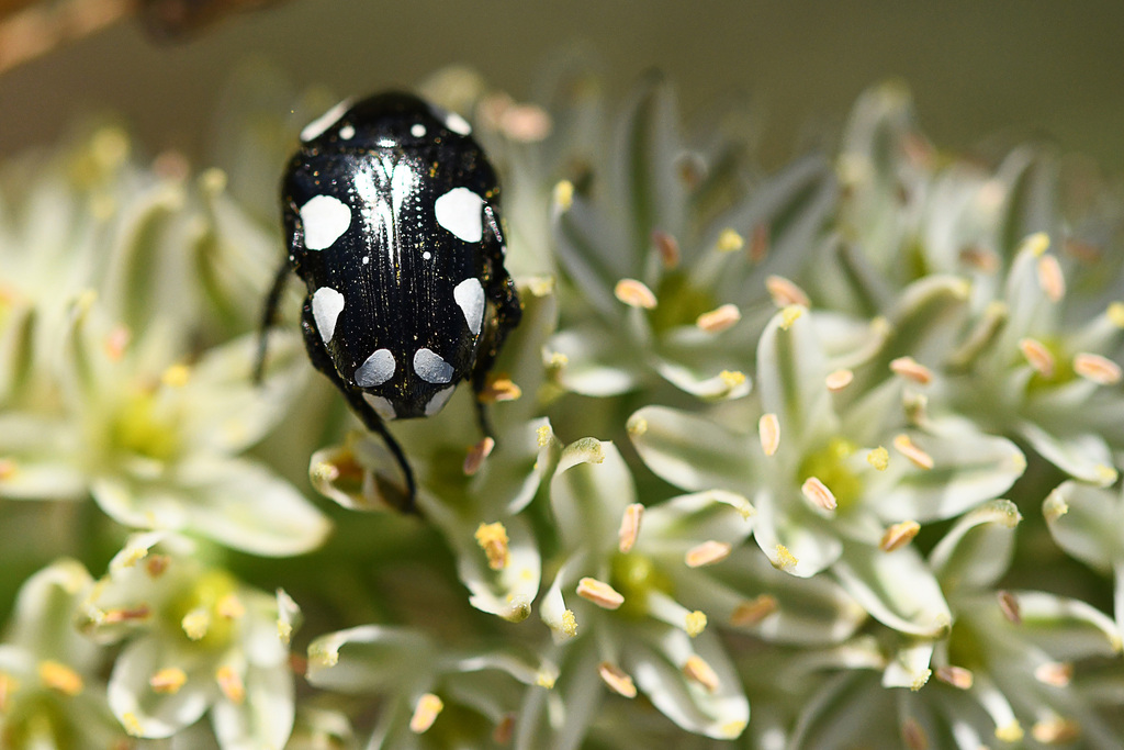 Common White-spotted Fruit Chafer from Colchester, Gqeberha, South ...