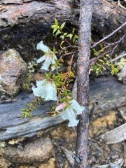 Epacris