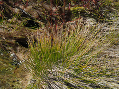 Isolepis digitata