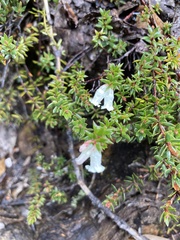 Epacris