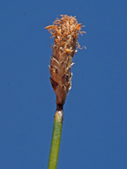 Isolepis digitata