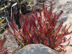 Drosera capensis