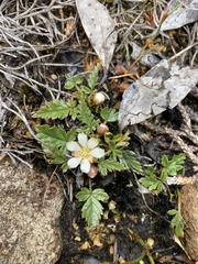 Rubus gunnianus