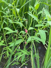 Sphenoclea zeylanica