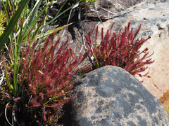 Drosera capensis