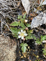 Rubus gunnianus