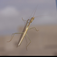 Tenodera australasiae