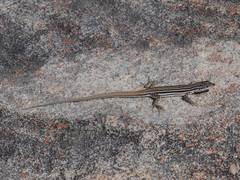 Pedioplanis burchelli