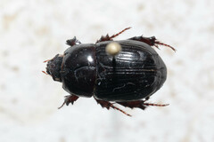 Heteronychus arator