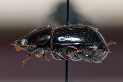 Heteronychus arator