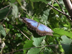 Morpho helenor montezuma