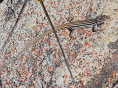 Pedioplanis burchelli