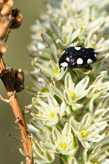 Mausoleopsis amabilis