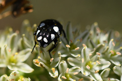 Mausoleopsis amabilis