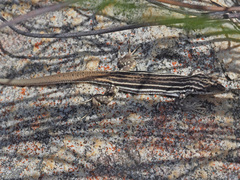 Pedioplanis burchelli